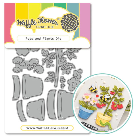 WAFFLE FLOWER: Die | Pots and Plants